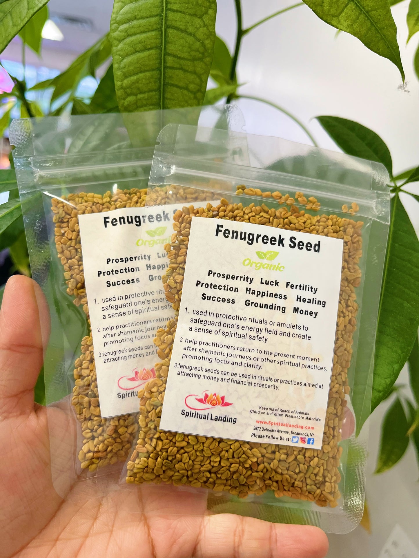 Fenugreek Seed