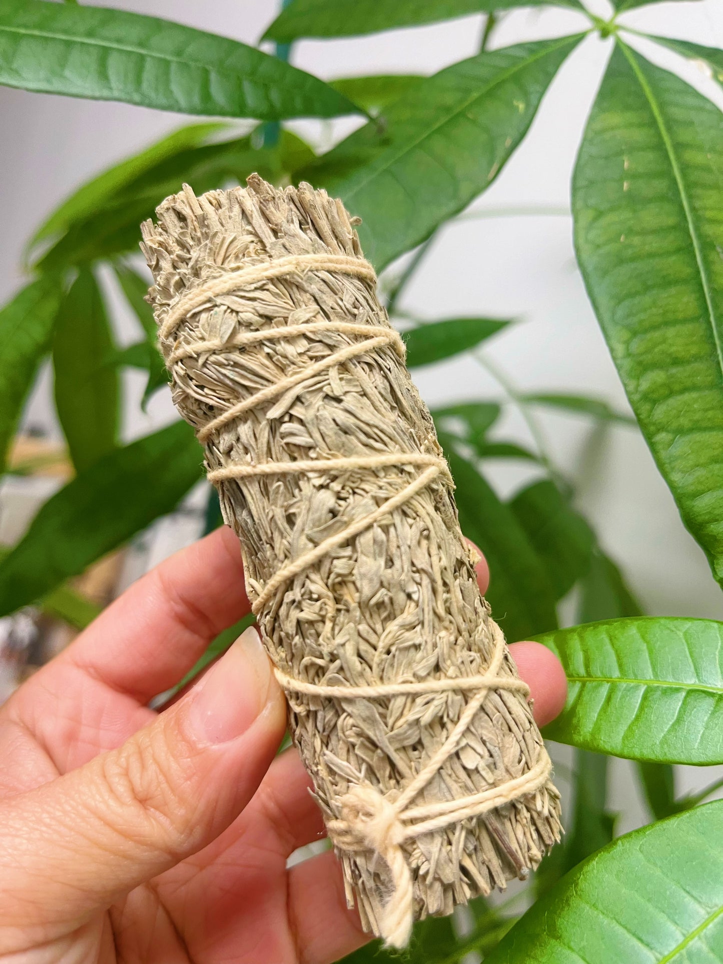 Gardenia Sage