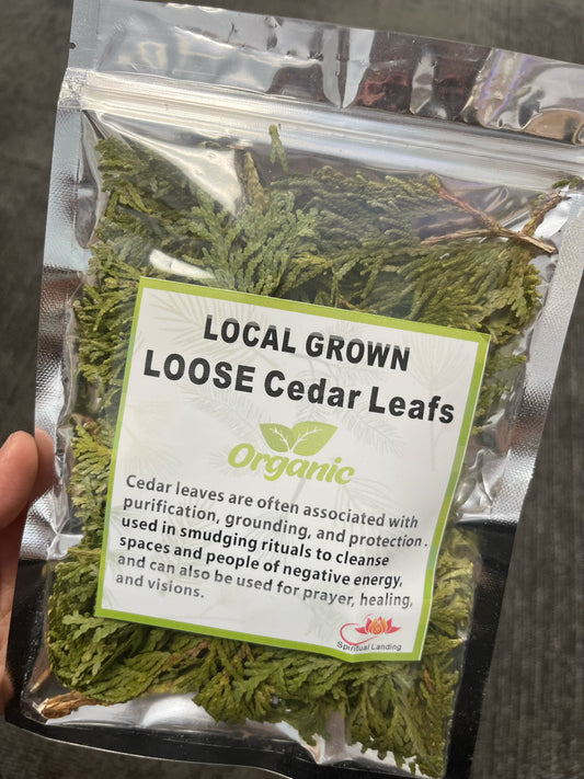 Loose Cedar Leafs Local Grown Organic