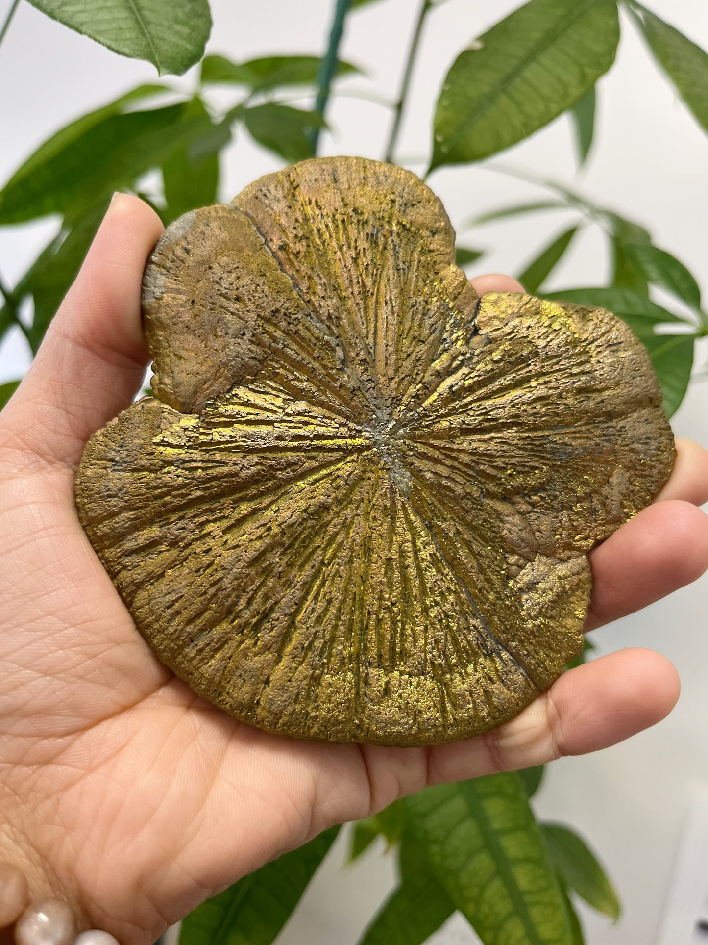 Pyrite Sun