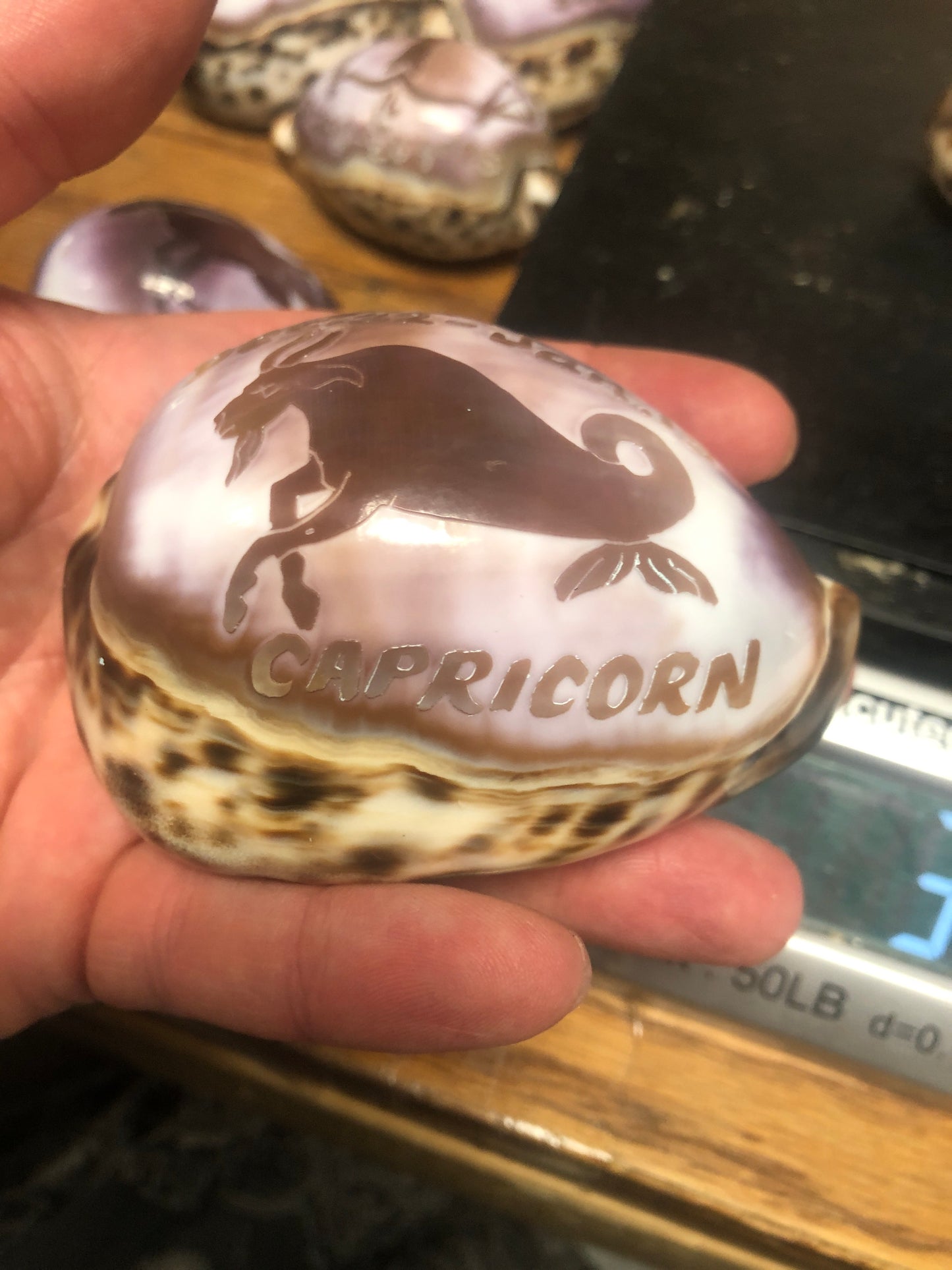 Zodiac Carved Cowrie Shells