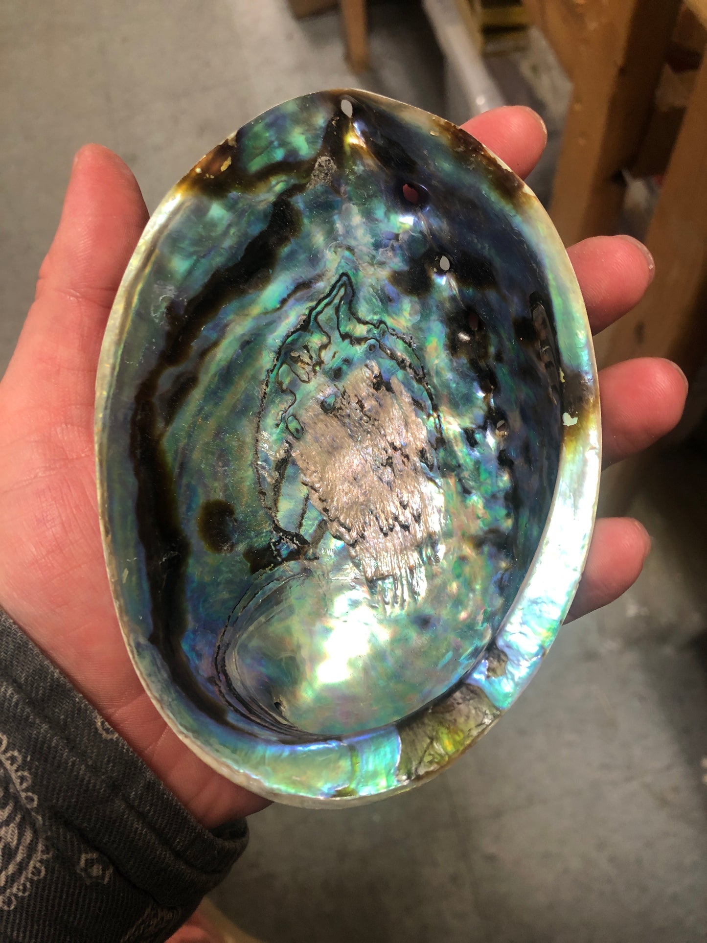 Paua Abalone Shell 4.5”