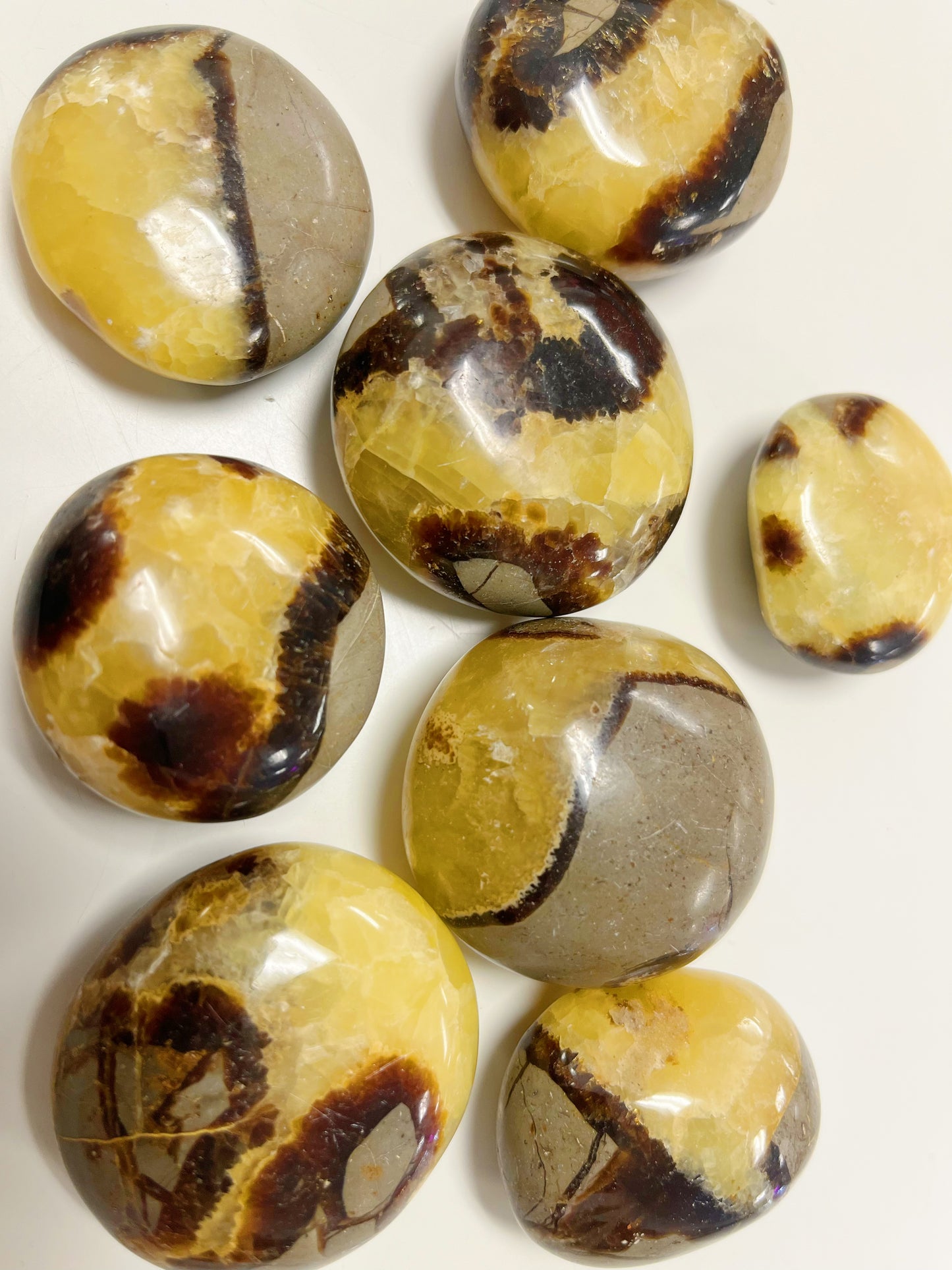 Septarian Palm Stone