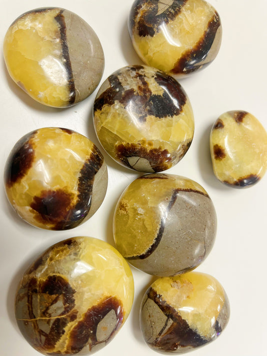 Septarian Palm Stone