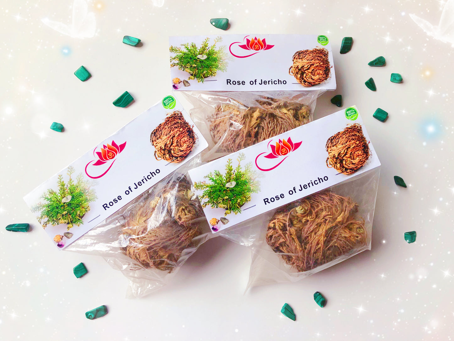Rose of Jericho Flower - Resurrection Plant
