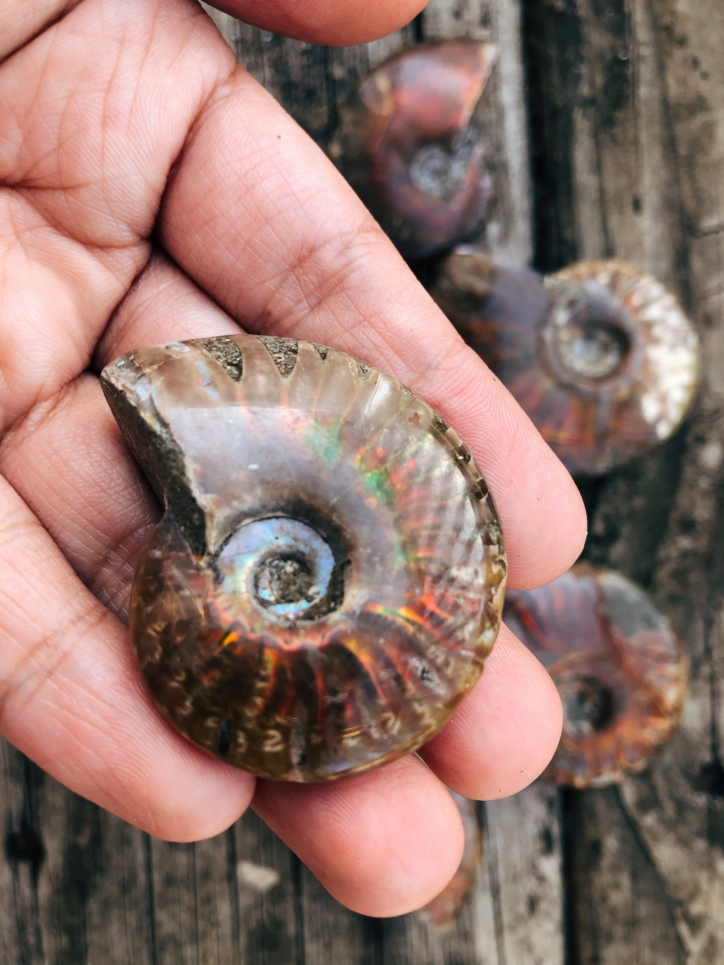 Rainbow Ammonite Fossil Shell