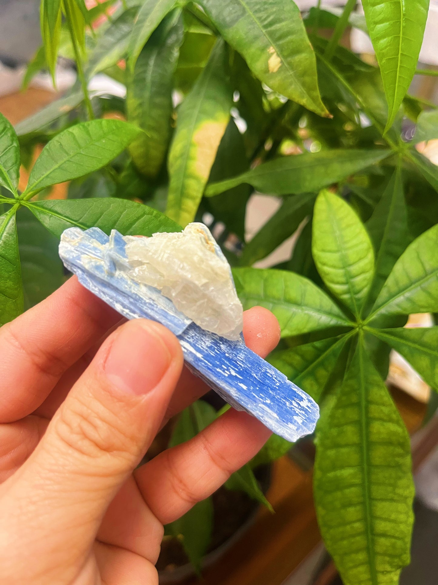 Blue Kyanite Rough Medium