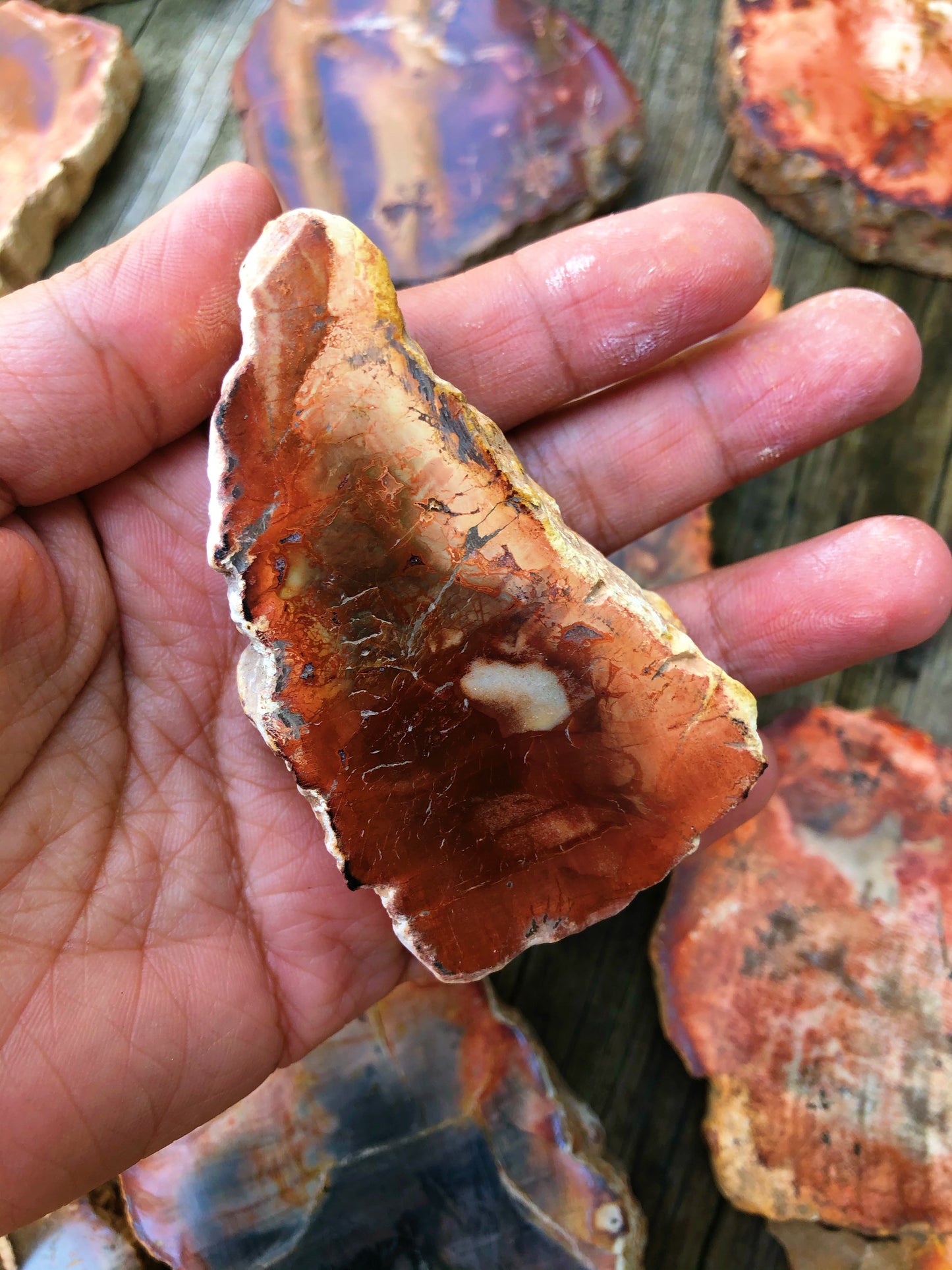 Petrified Wood Slabs