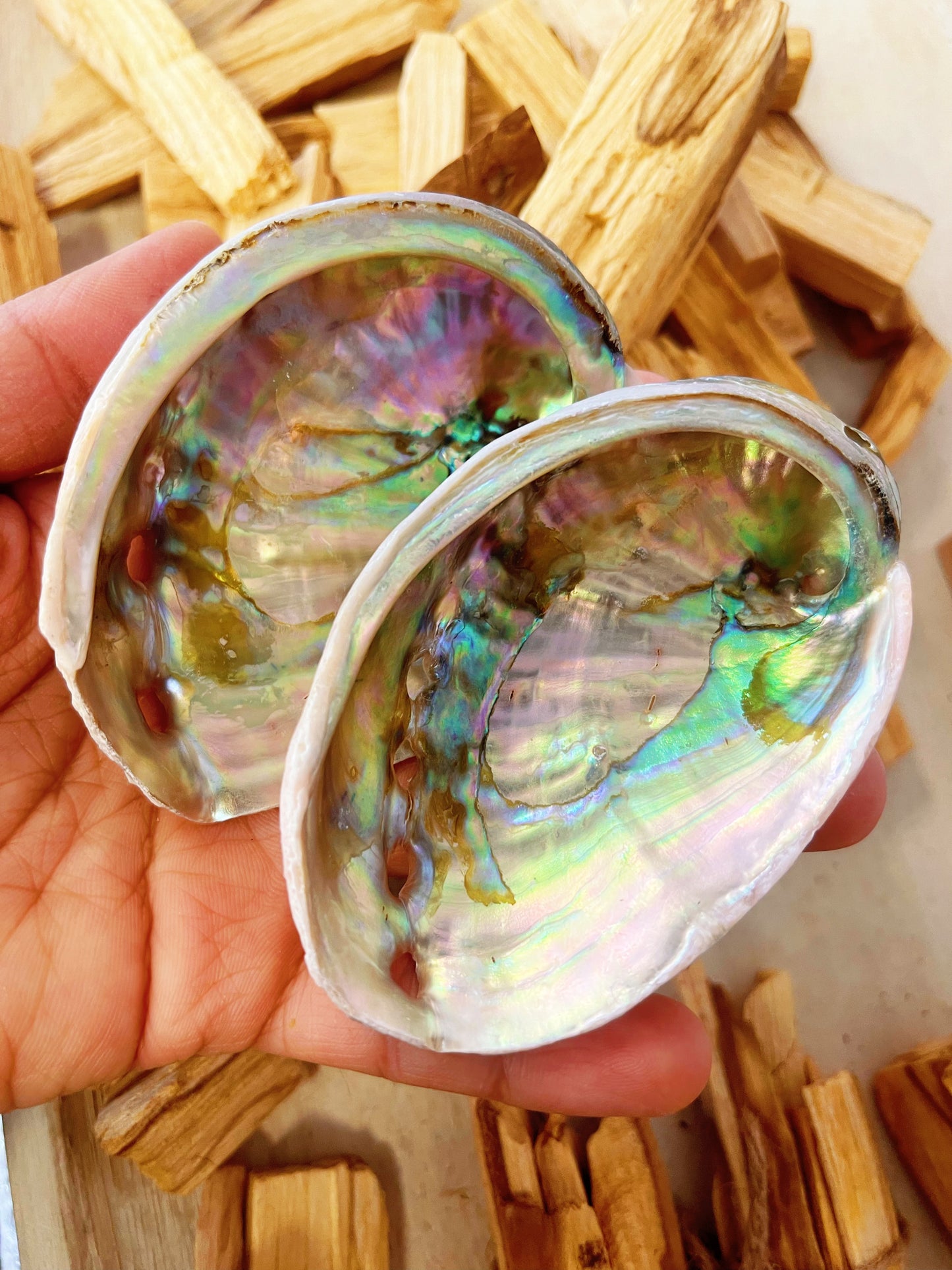 Abalone Shells