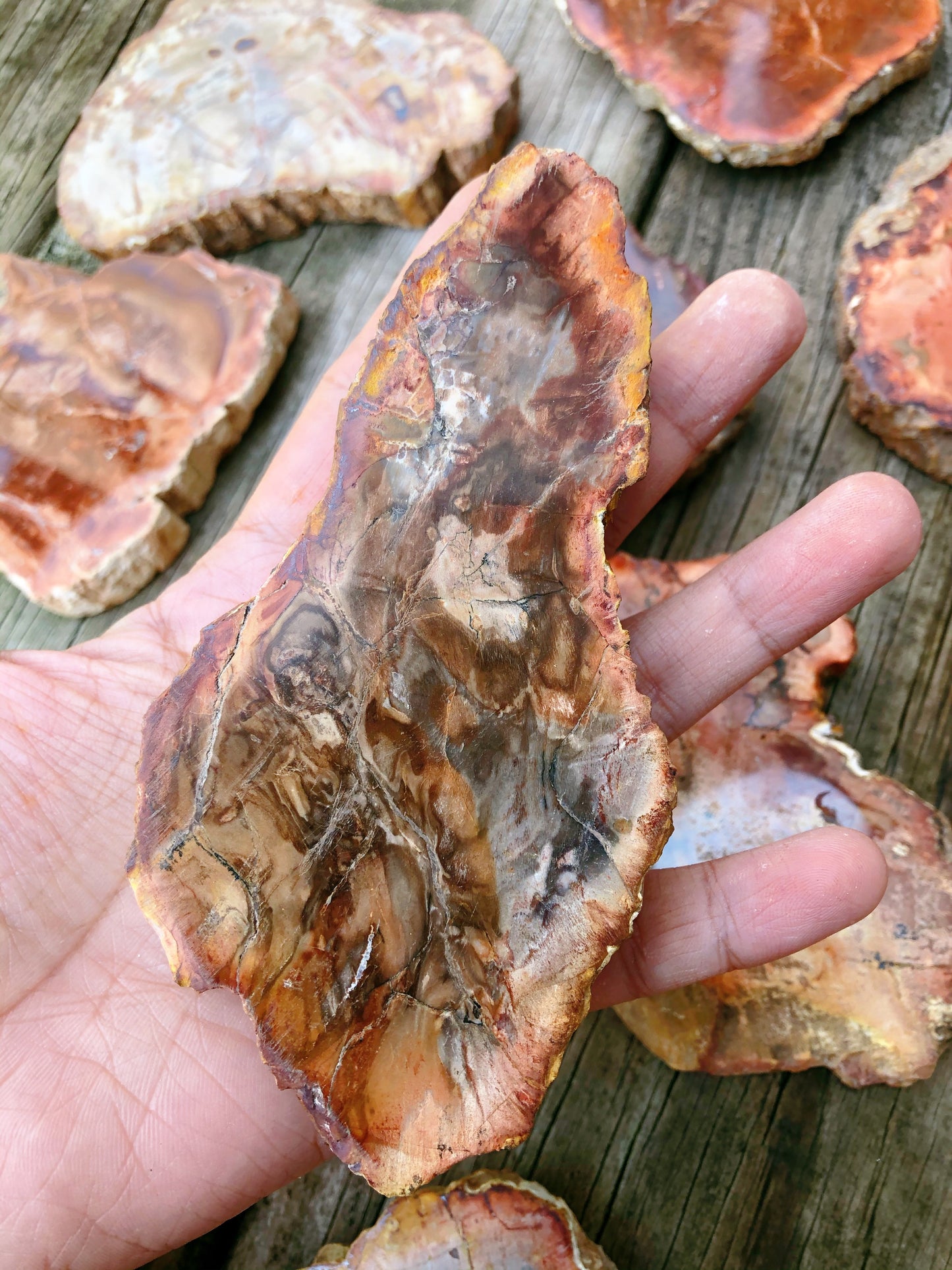 Petrified Wood Slabs