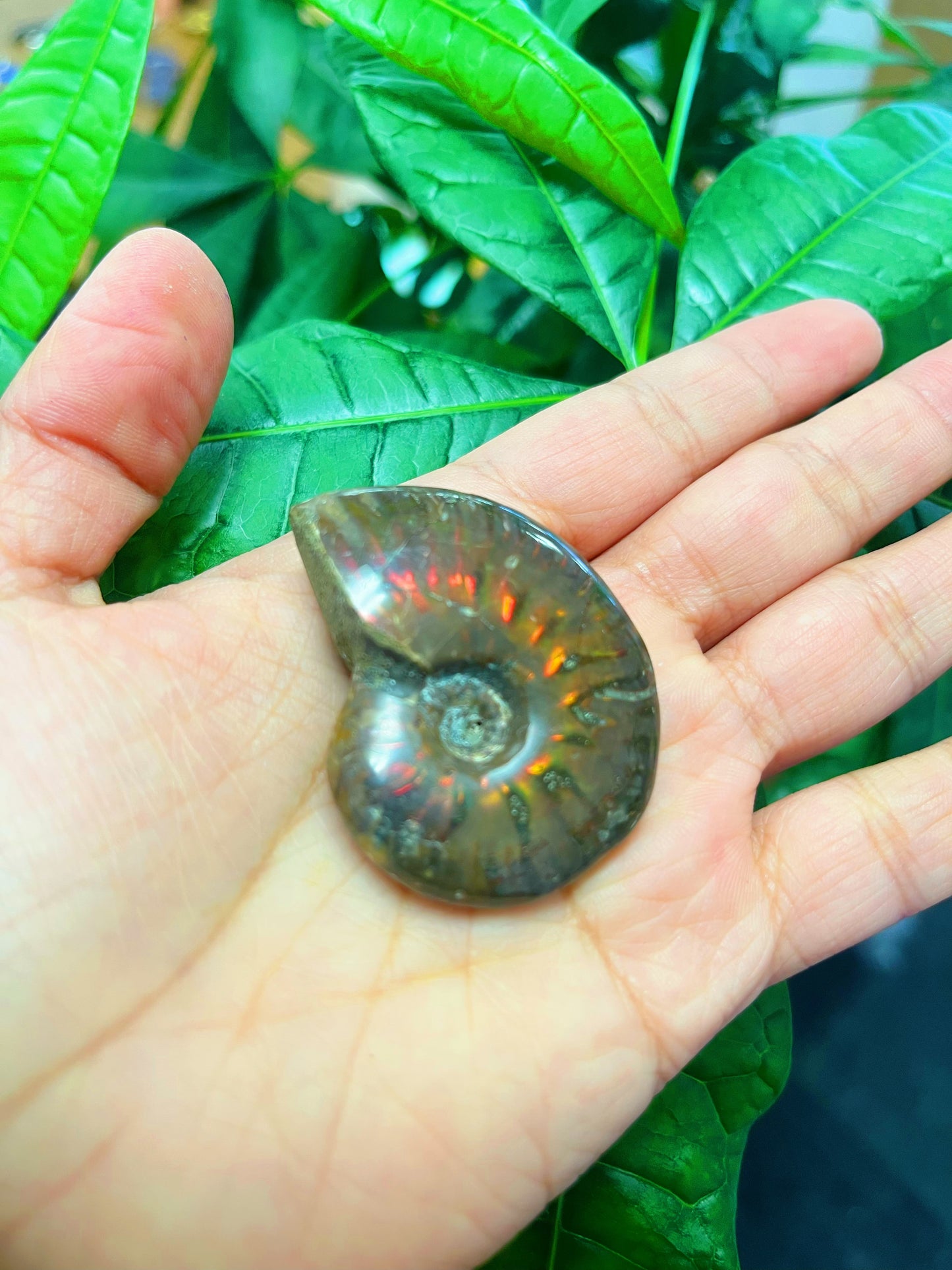 Rainbow Ammonite Fossil Shell
