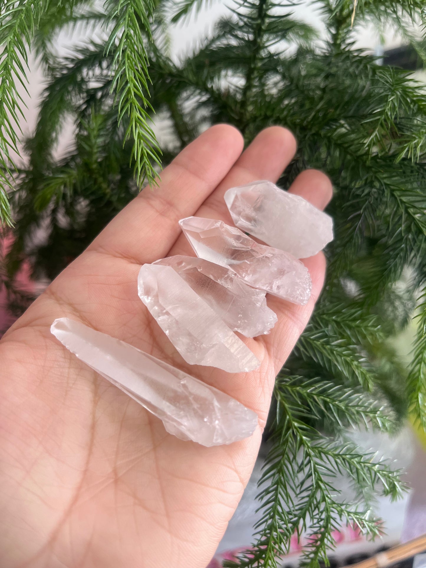 Lemurian Premium Point