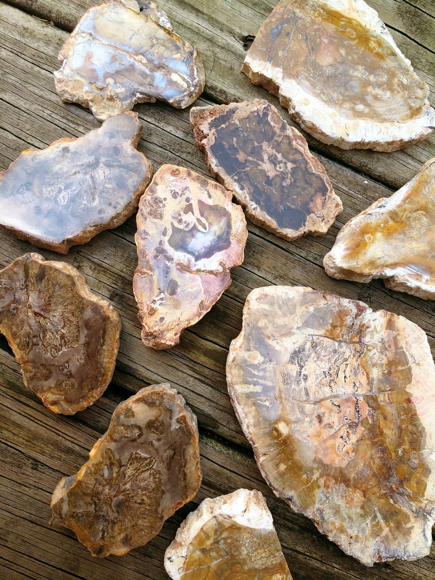Petrified Wood Slabs