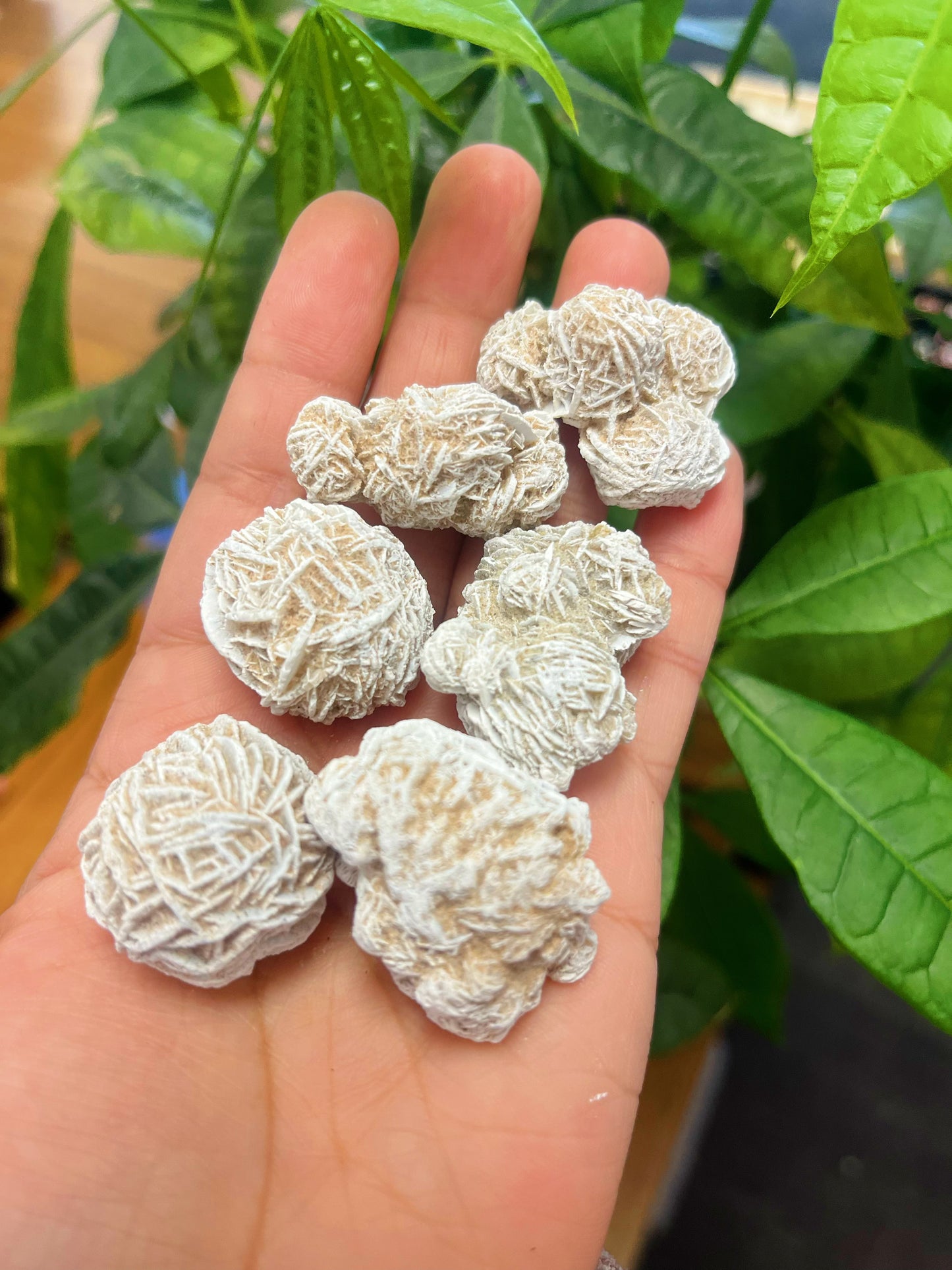 Deserts Rose Selenite