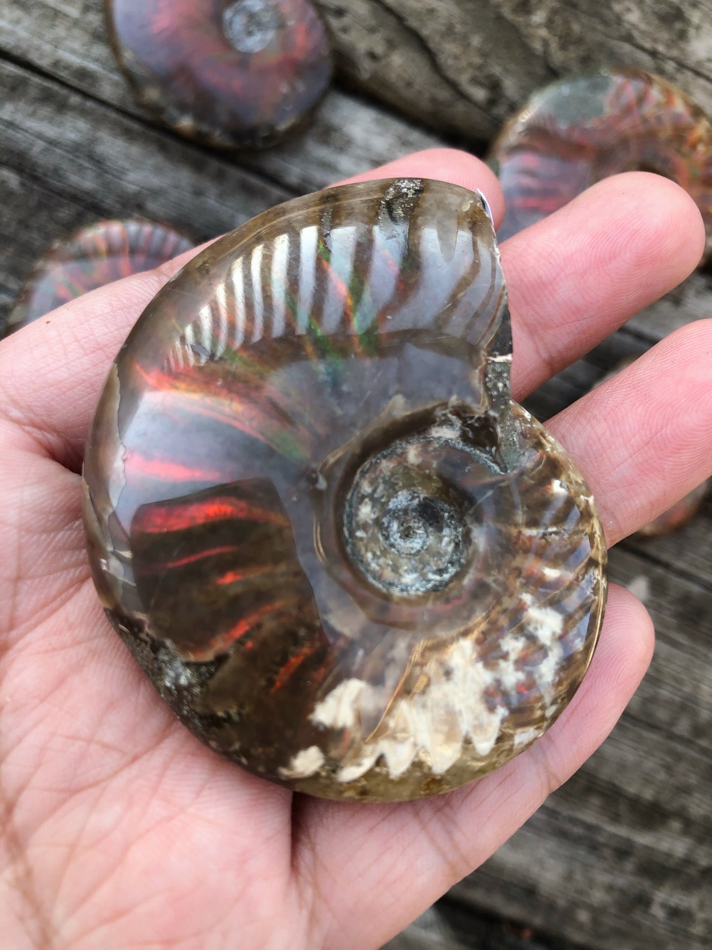 Rainbow Ammonite Fossil Shell