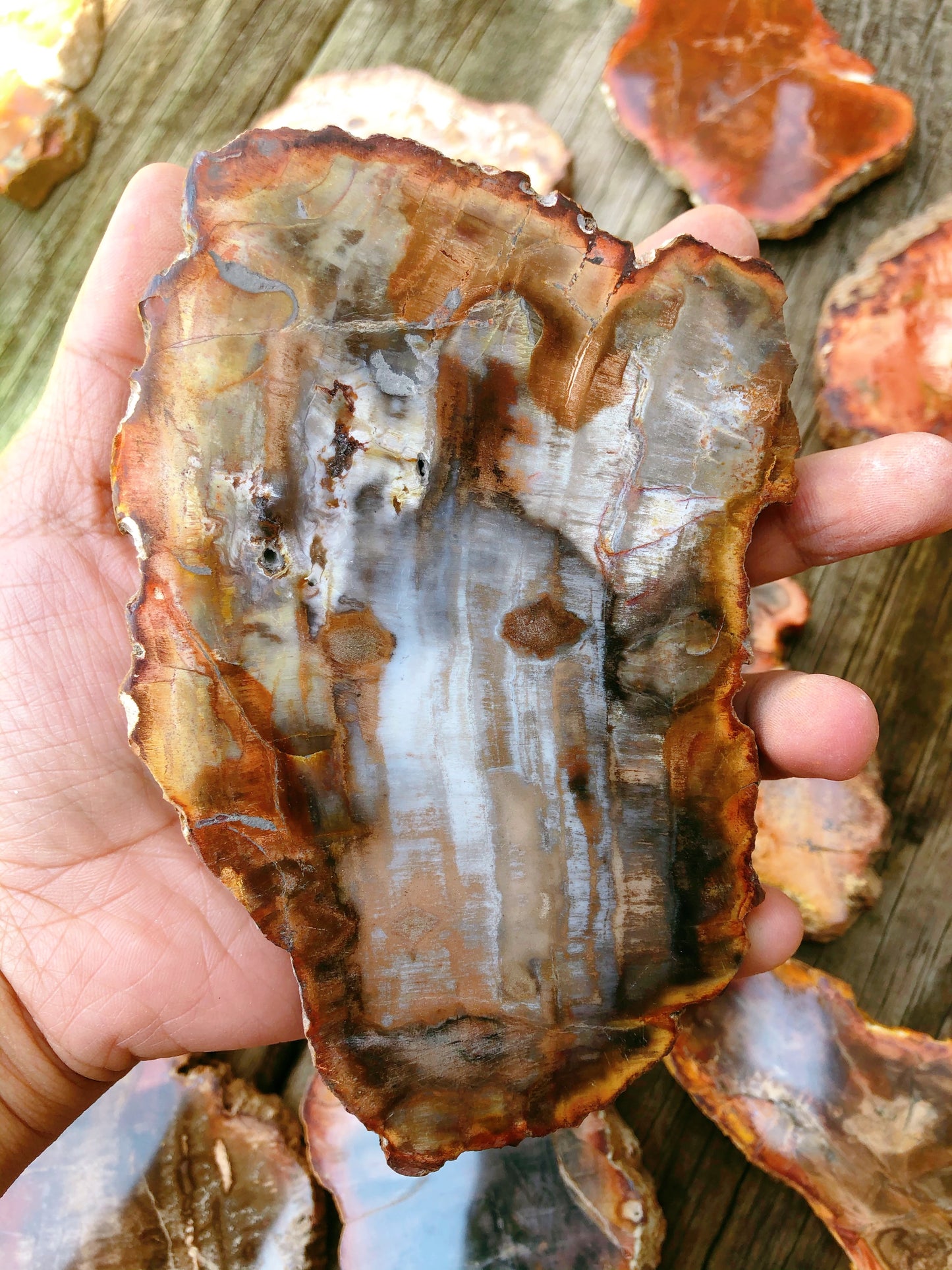 Petrified Wood Slabs