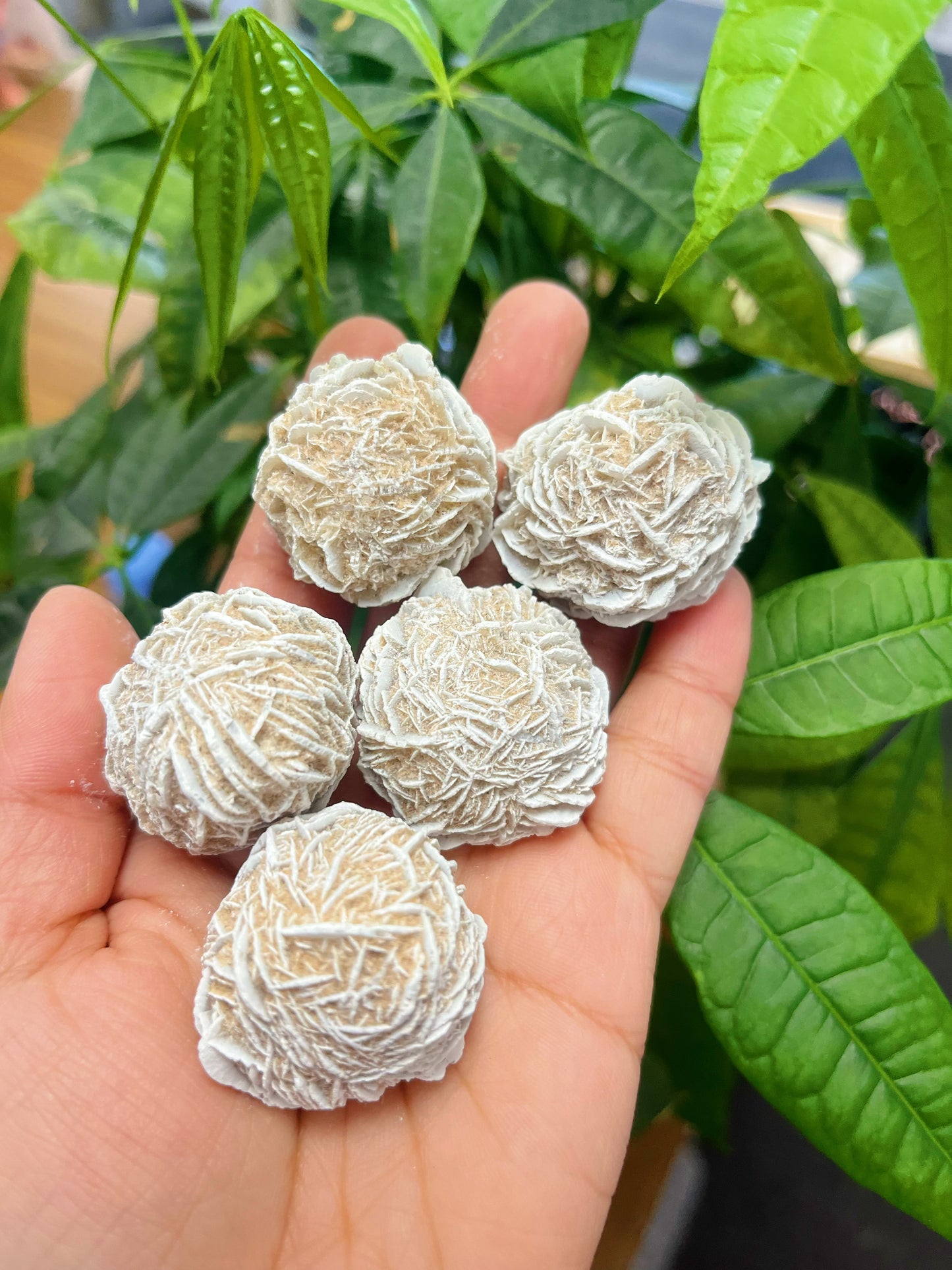 Deserts Rose Selenite