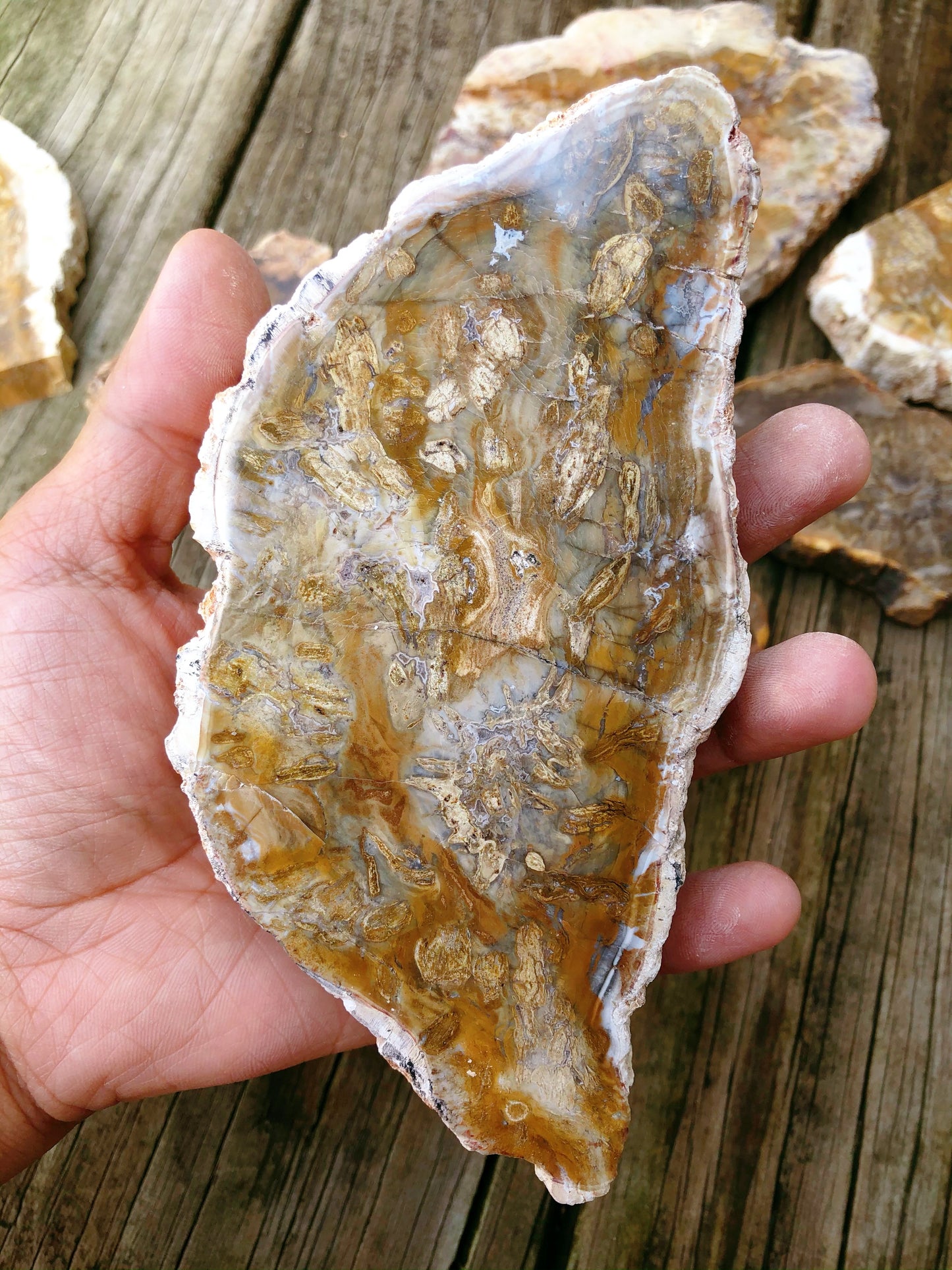 Petrified Wood Slabs