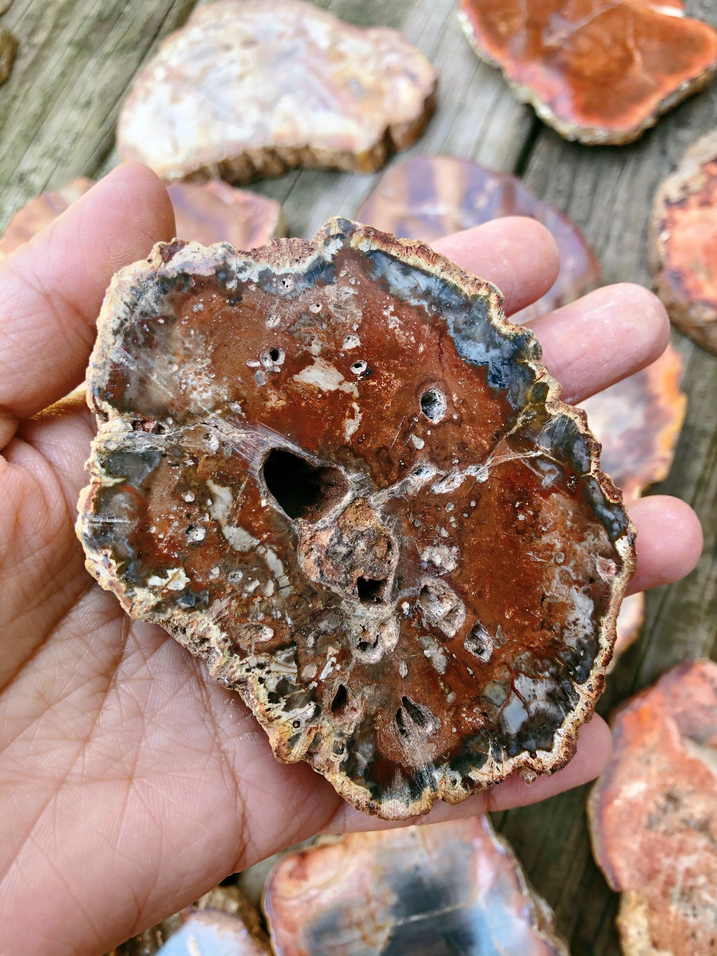 Petrified Wood Slabs