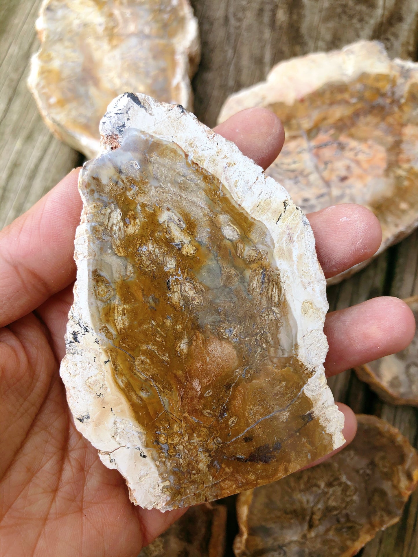 Petrified Wood Slabs