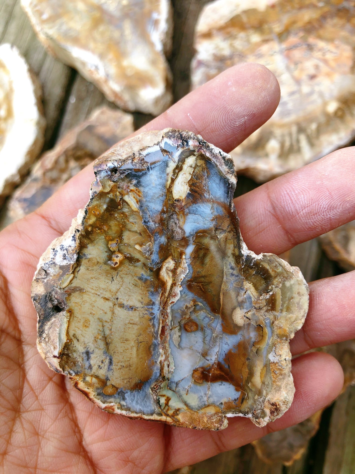 Petrified Wood Slabs