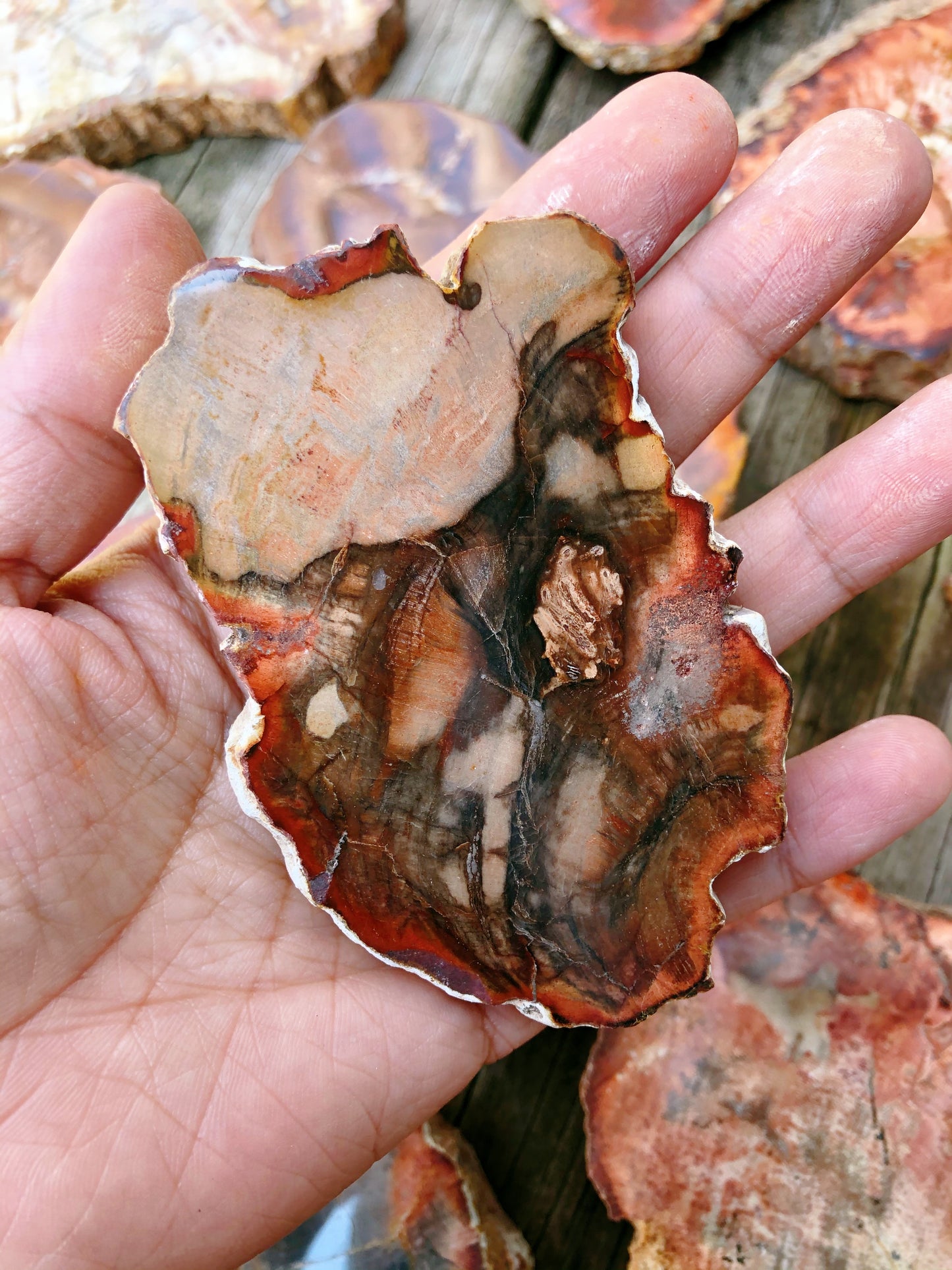 Petrified Wood Slabs