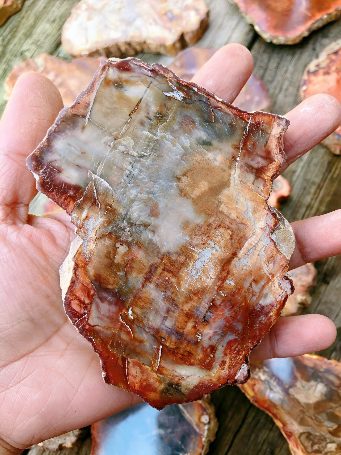 Petrified Wood Slabs
