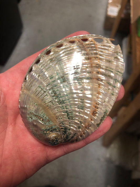 Polished Green Abalone Shells
