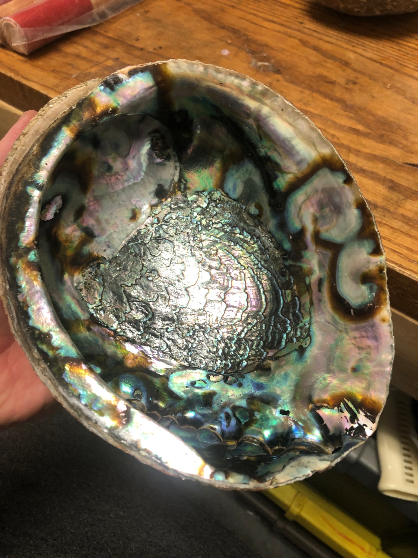 Super Large Abalone Shell