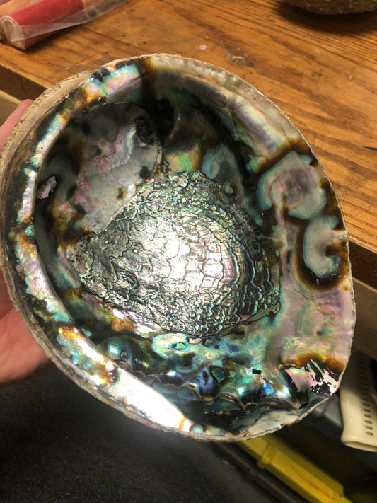 Super Large Abalone Shell