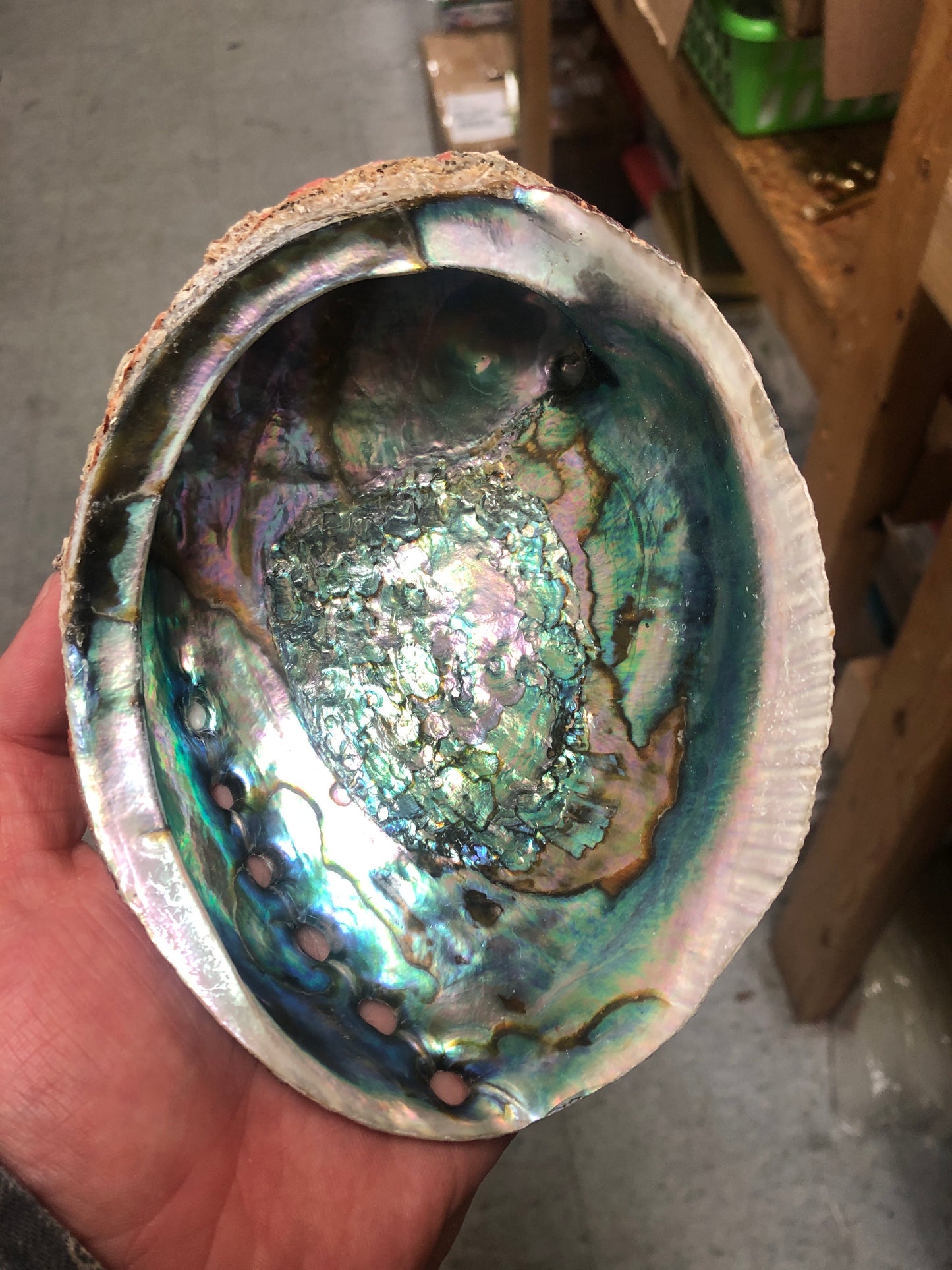 Blue/Green Abalone Shell 5-6”