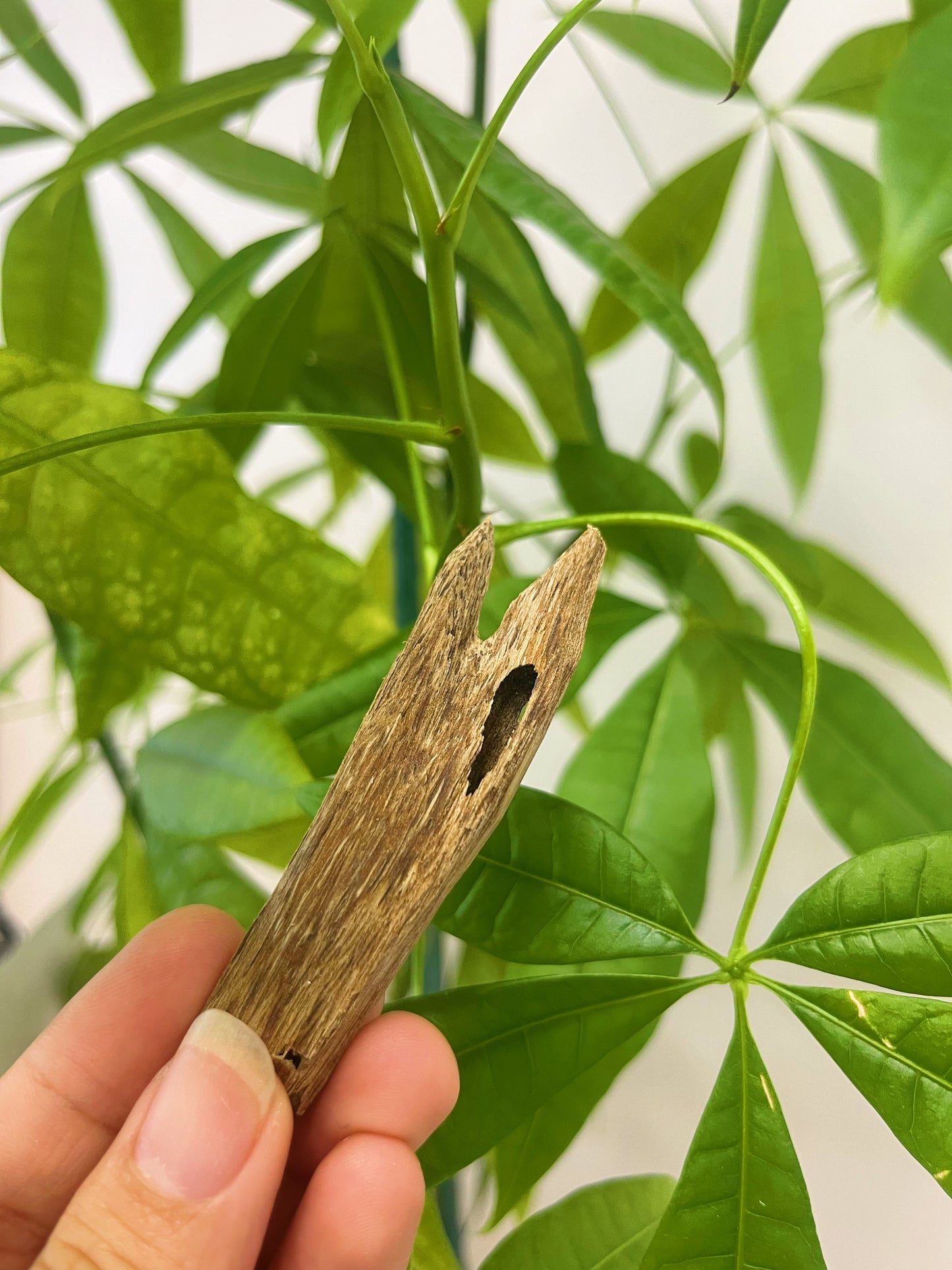 Agarwood Natural Stick