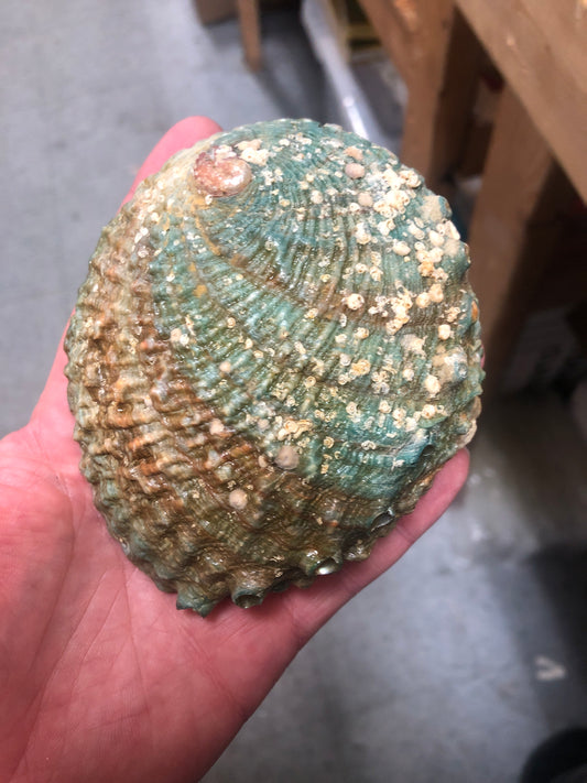 Pink Abalone Shells 4-4.5”