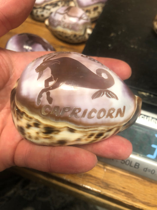 Zodiac Carved Cowrie Shells