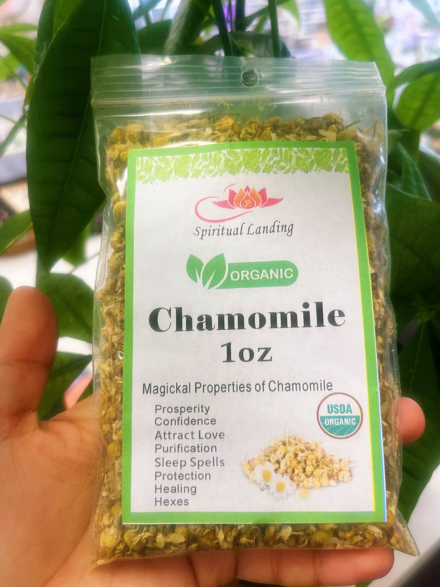 Chamomile Organic