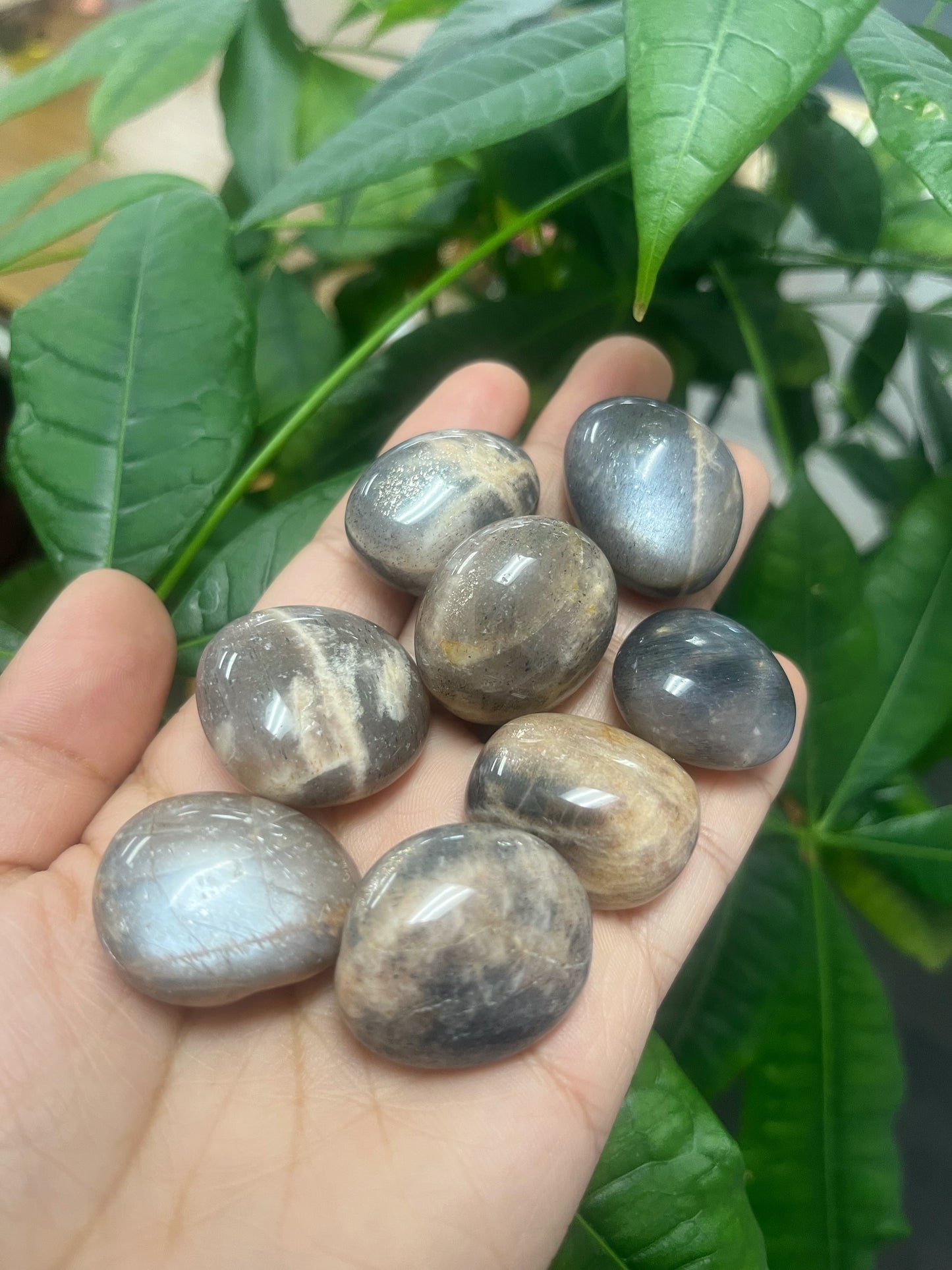 Black Moonstone Tumbled