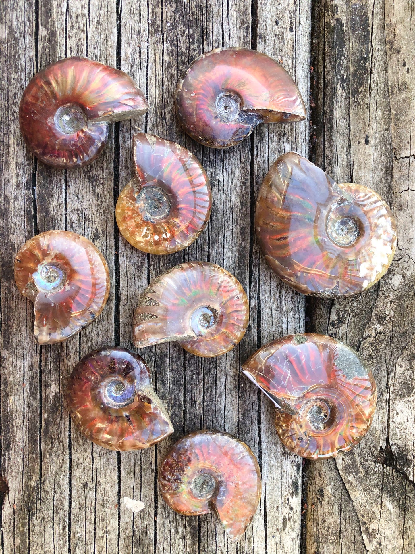 Rainbow Ammonite Fossil Shell