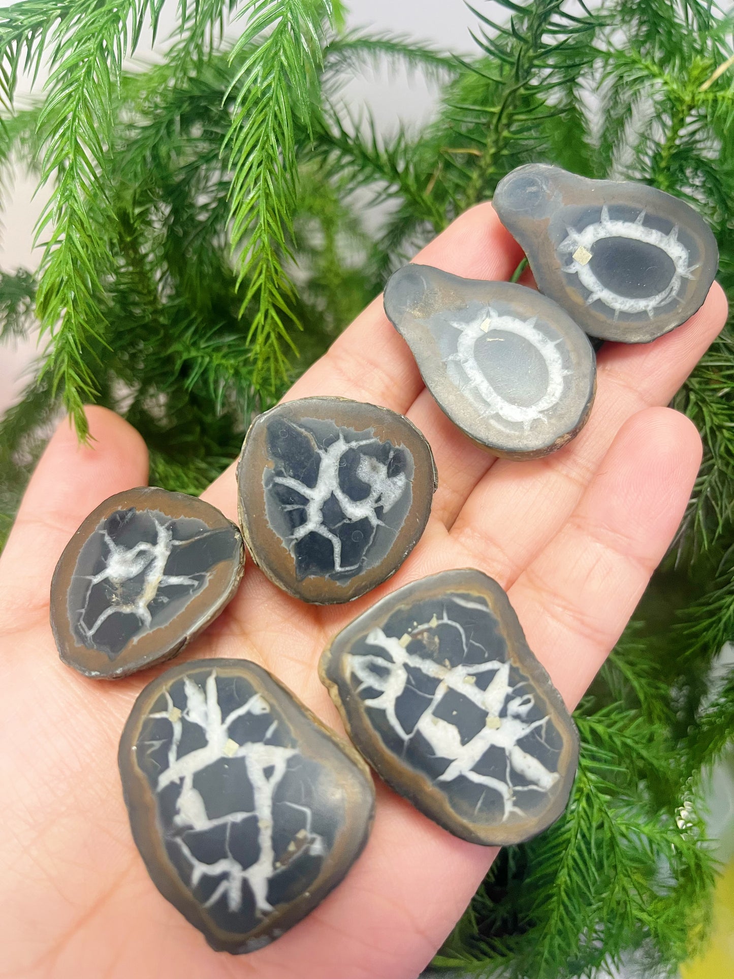 Septarian Nodule Pairs