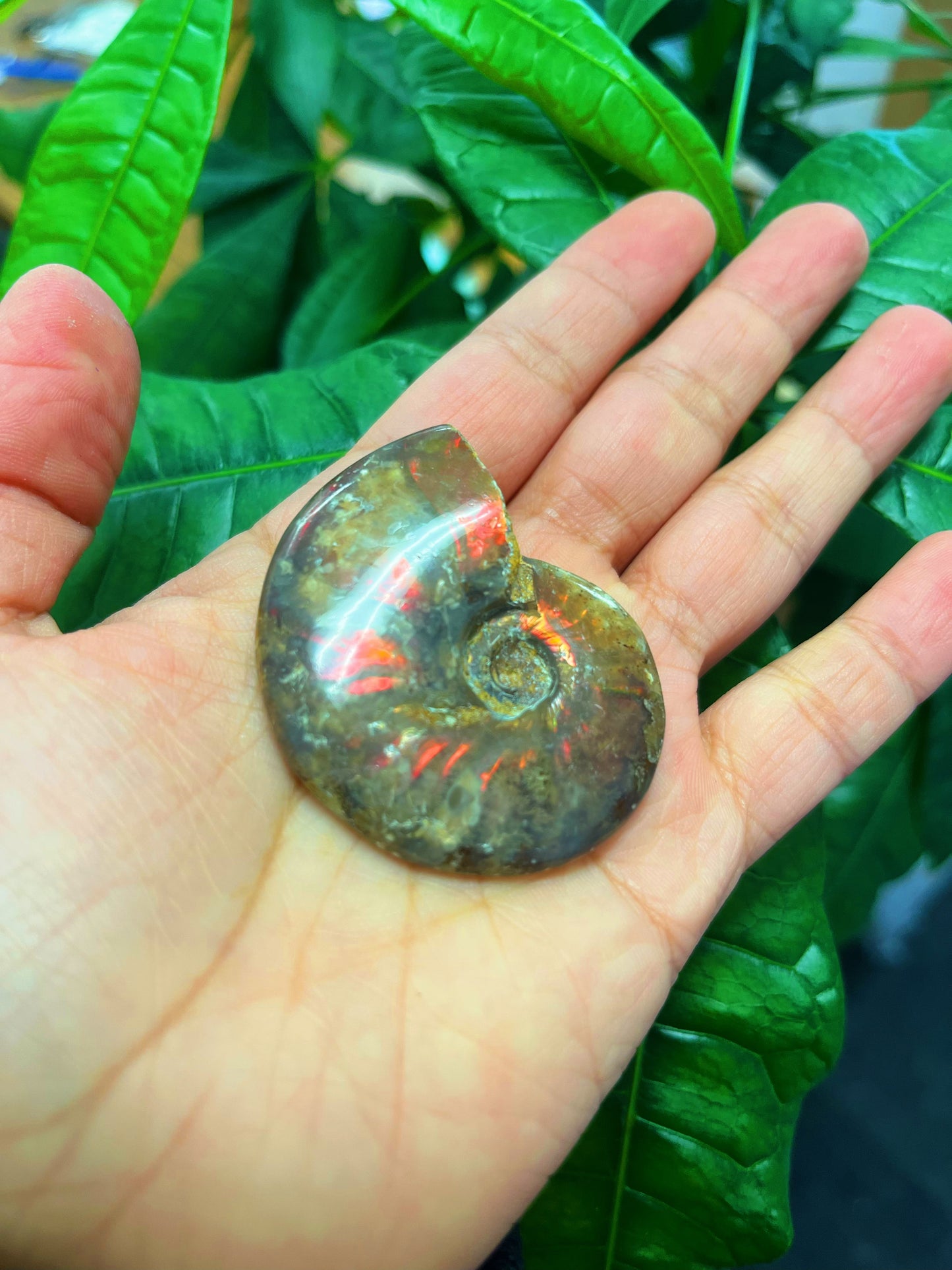 Rainbow Ammonite Fossil Shell