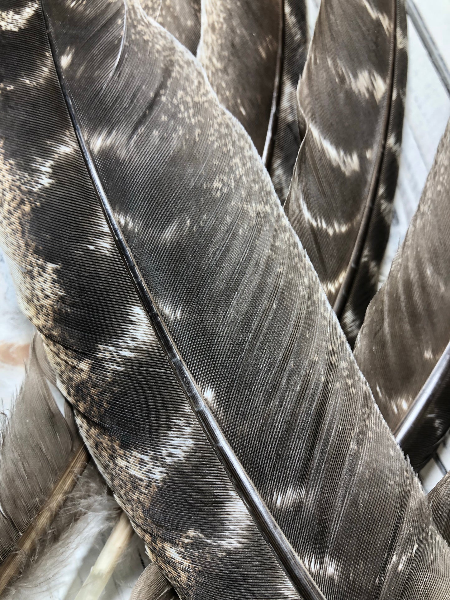 Turkey Feather