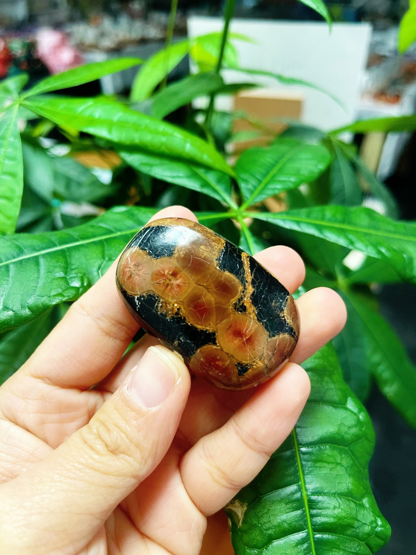Peanut Obsidian Palm Stone