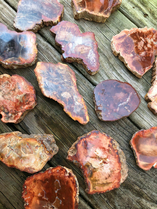 Petrified Wood Slabs