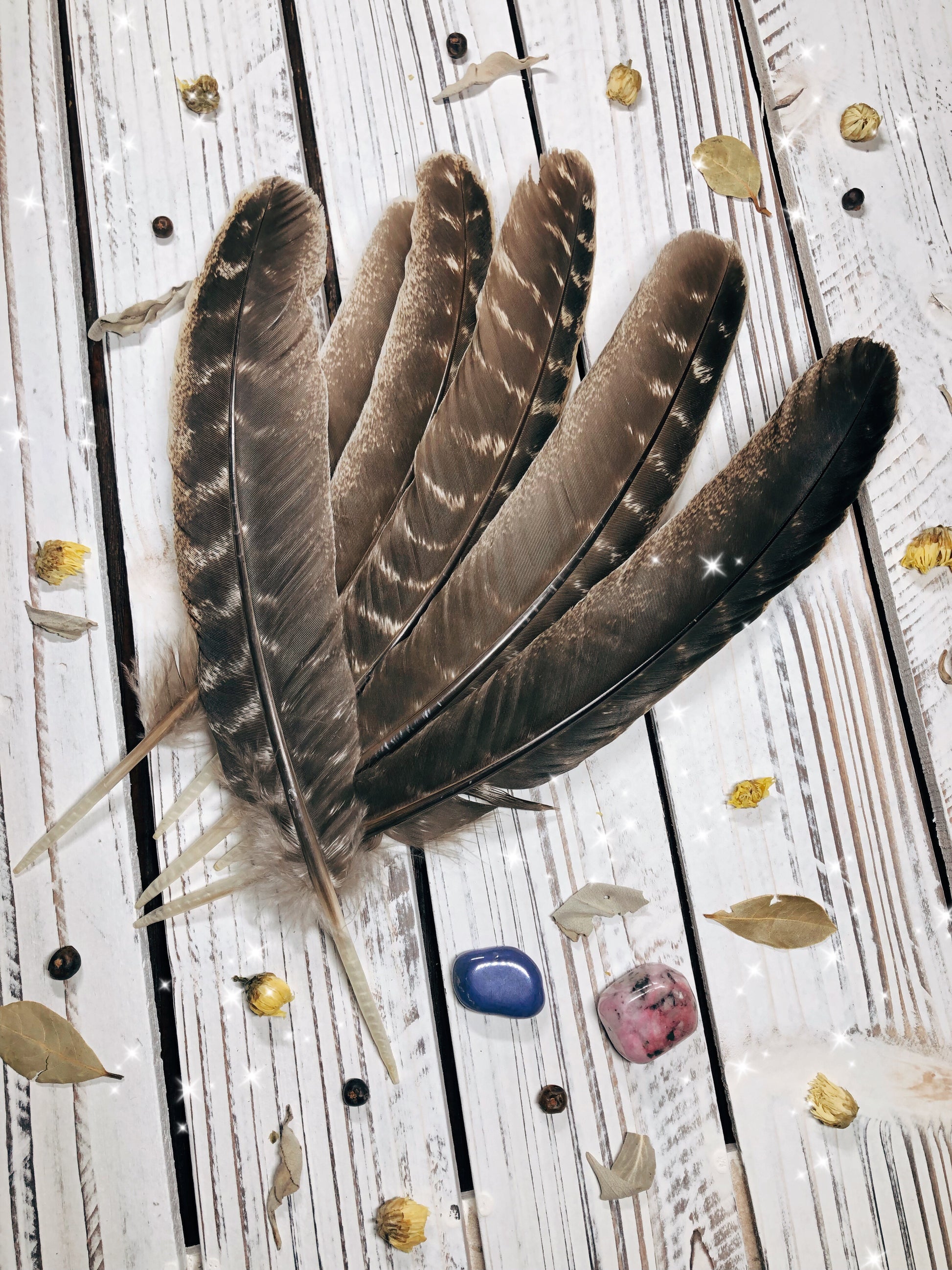 Turkey Feather