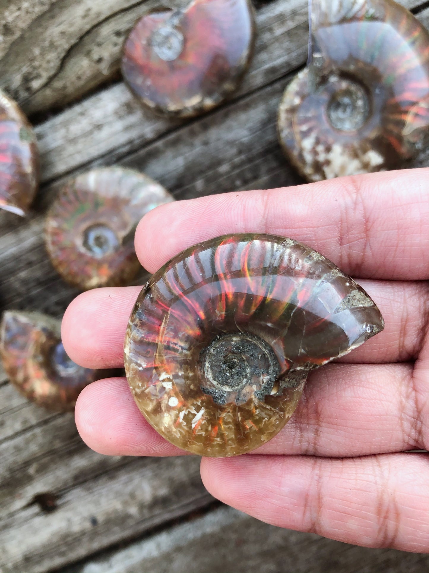 Rainbow Ammonite Fossil Shell