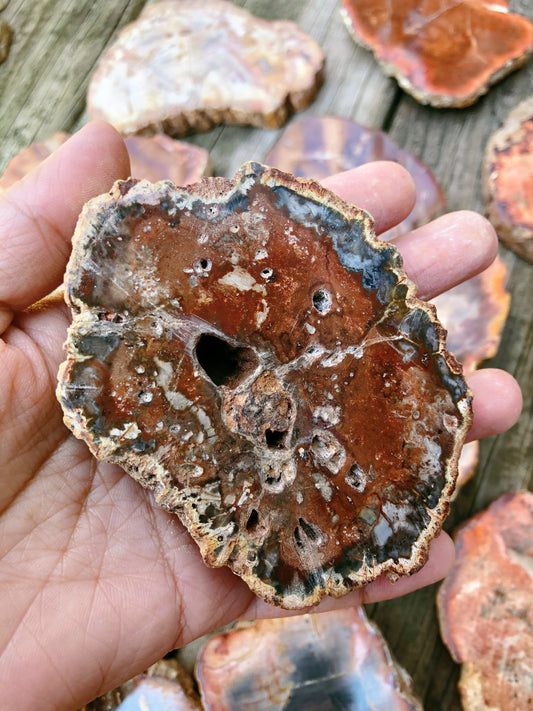 Petrified Wood Slabs